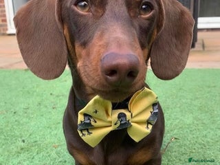 Miniature Dachshund dogs in Swindon - Advert 9