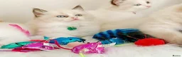 Ragdoll cats for sale: BEAUTIFUL CROSS RAGDOLL/PERSIAN 😻😻😻😻  - Advert 16