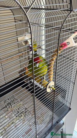 Parakeets birds - Advert 18