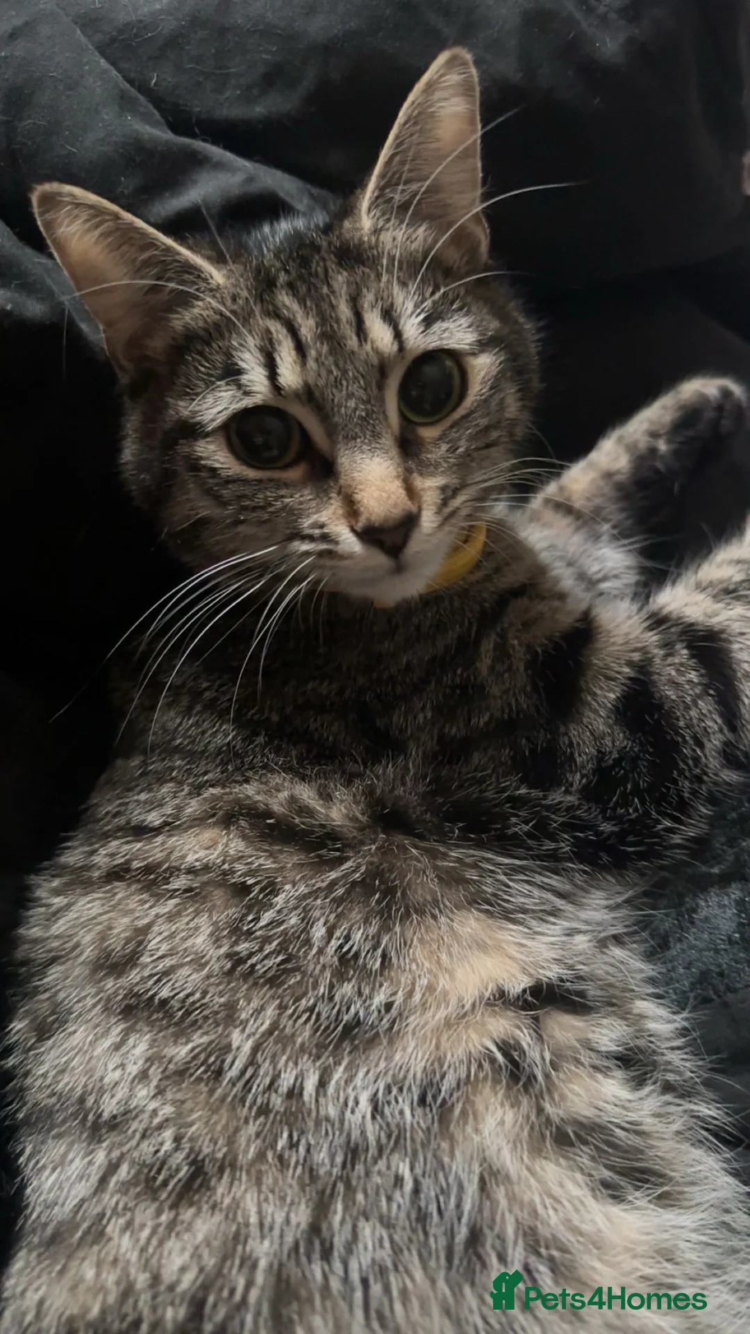 Mixed Breed cats for sale: Ivy the 11 month old female tabby cat - Advert 2