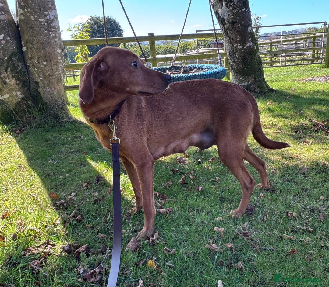 Labrador Retriever dogs for sale: Outstanding Fox Red Labrador Retriever Puppies  - Image 12