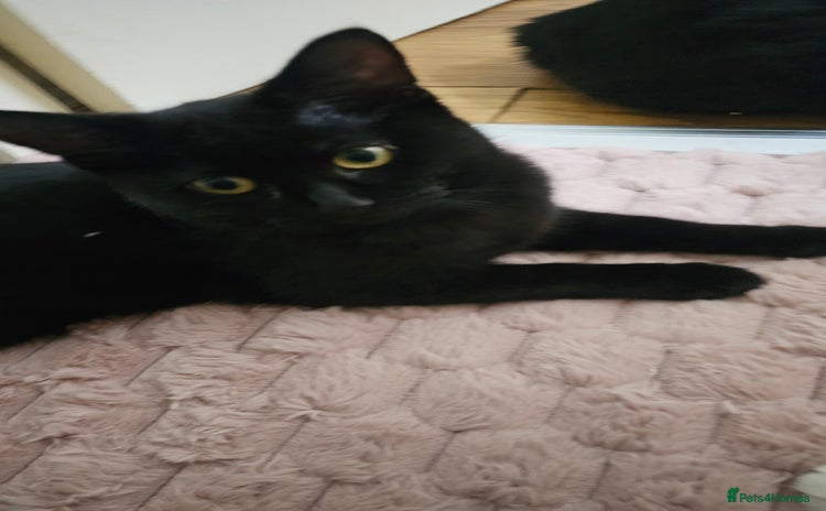 Bombay cats in London - Advert 1