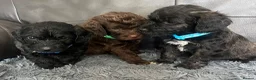 Mixed Breed dogs for sale: Cava tzu poos for sale - Advert 5