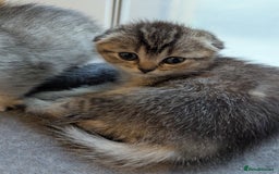 Scottish Fold cats for sale: 🐾 Beautiful Scottish Fold Kittens (3 Reserved) 🐾 - Image 23