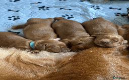 Cocker Spaniel dogs for sale: Pedigree Cocker Spaniel Puppies  - Image 1