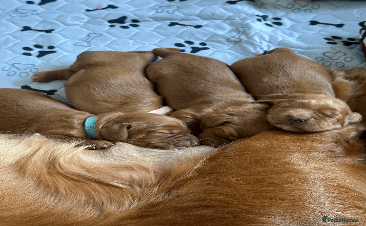 Cocker Spaniel dogs - Advert 3