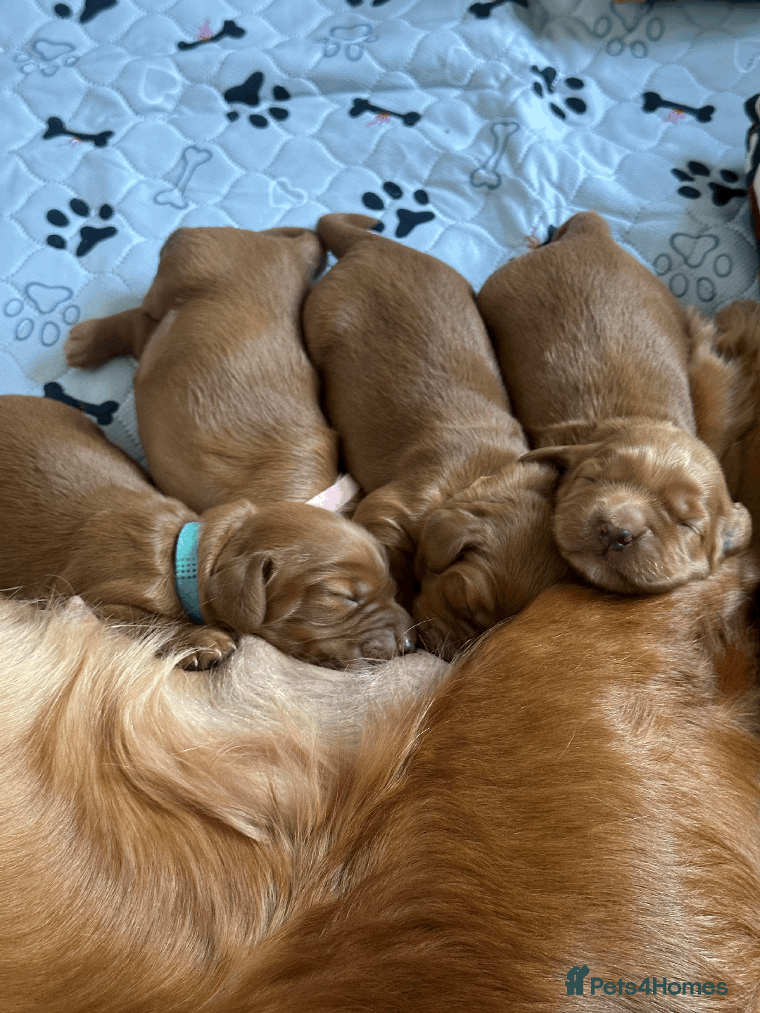 Cocker Spaniel dogs for sale: Pedigree Cocker Spaniel Puppies  - Image 1