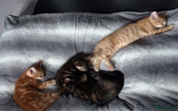 Mixed Breed cats for sale: Beautiful kittens for sale - Image 2