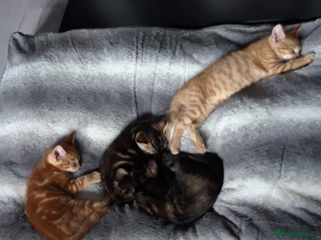 Mixed Breed cats for sale: Beautiful kittens for sale - Image 2
