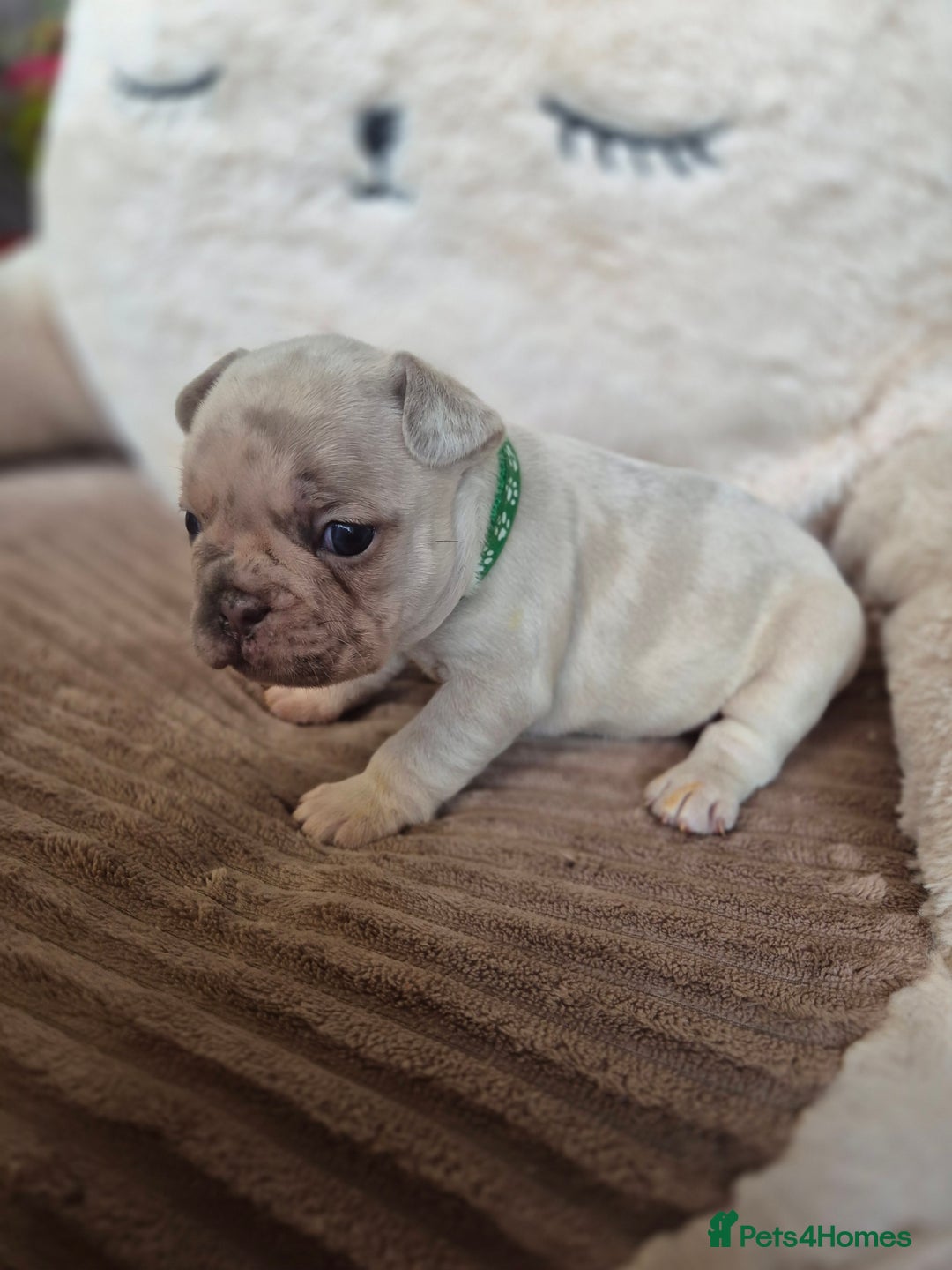 French Bulldog dogs for sale: Little French bulldog  - Advert 7