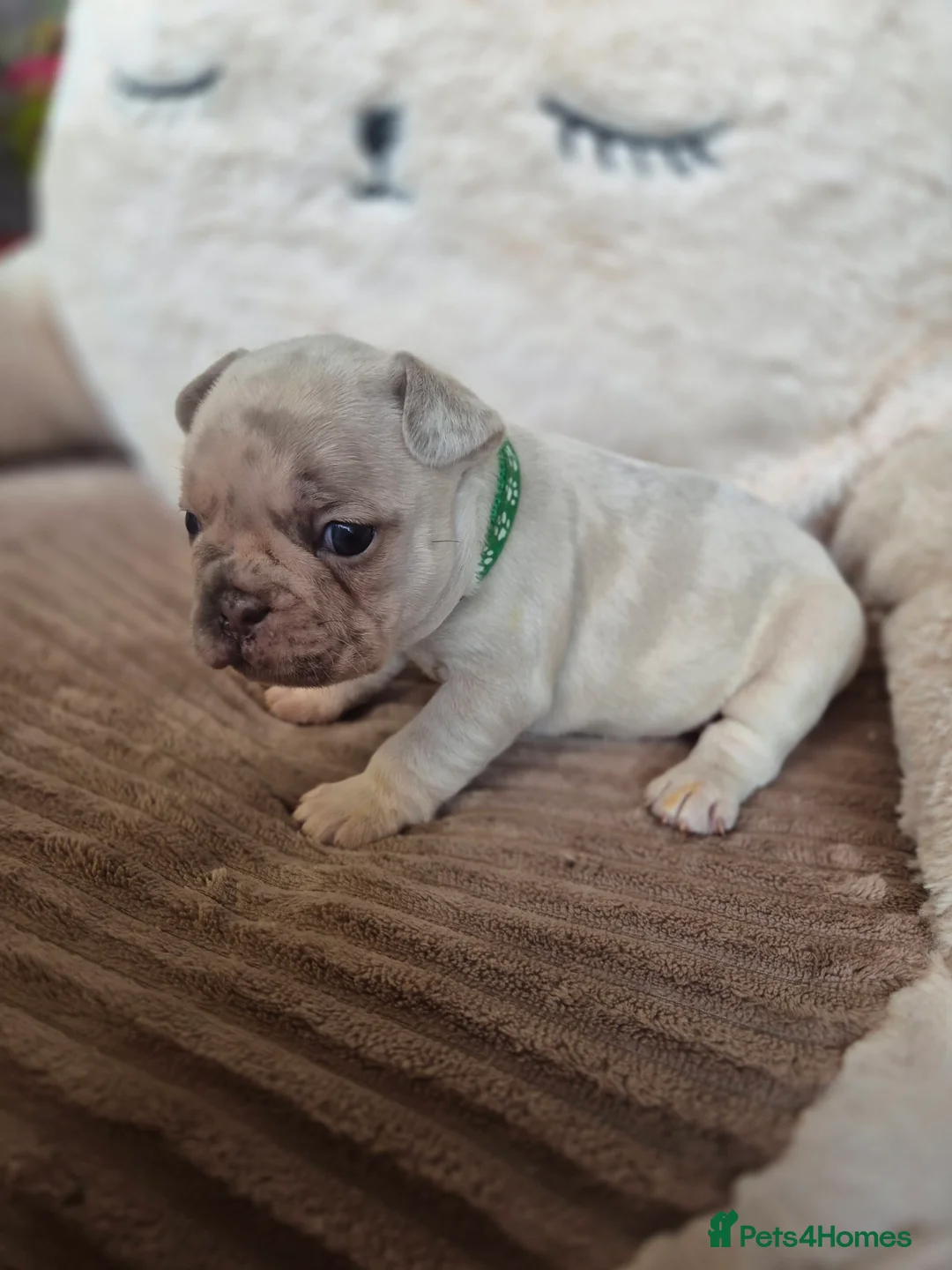 French Bulldog dogs for sale: Little French bulldog  - Advert 7