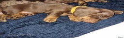 Dachshund dogs for sale: Chocolate and tan miniature dachshunds  - Advert 6