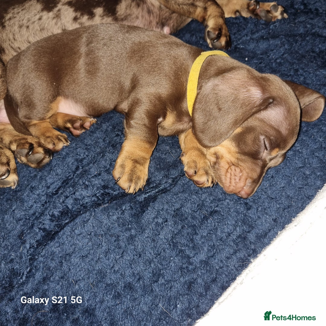 Dachshund dogs for sale: Chocolate and tan miniature dachshunds  - Advert 6