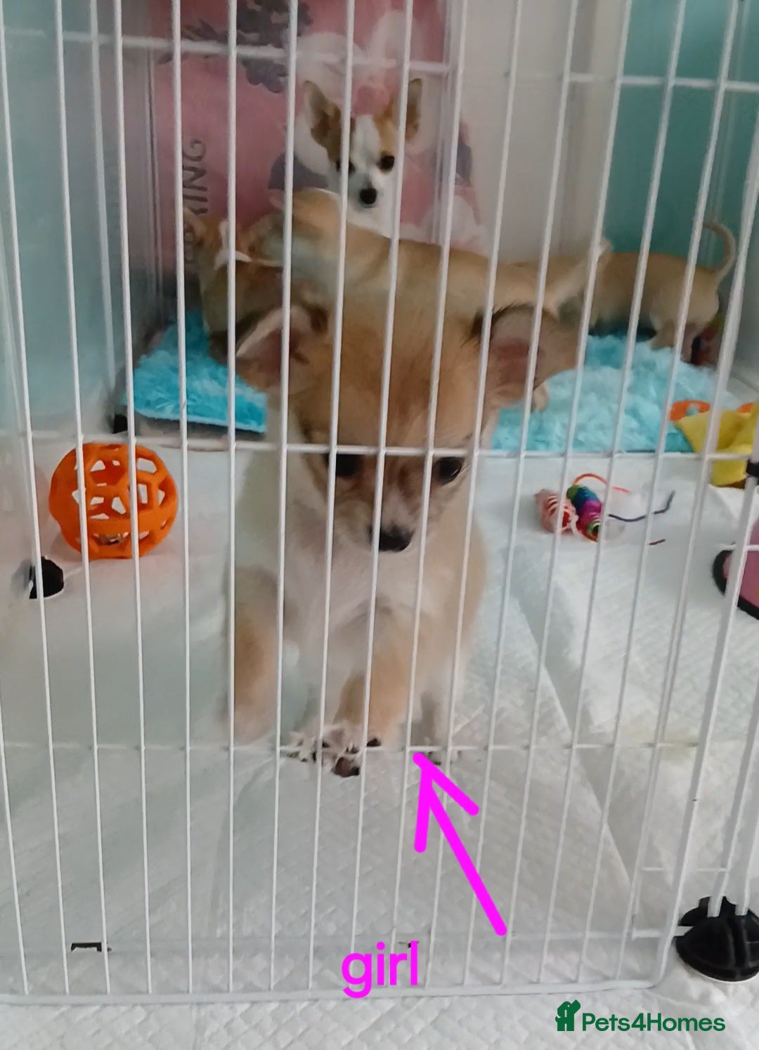 Chihuahua dogs for sale: I am looking for a loving home for my puppies - Image 2