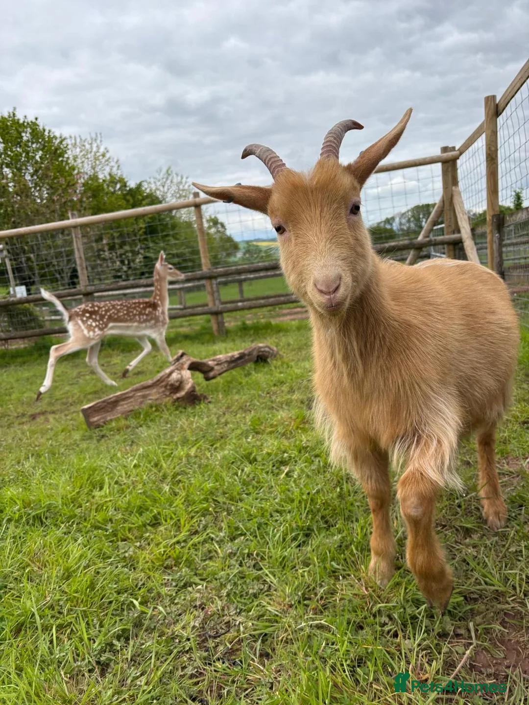 Goats livestock for sale: Golden Guernsey Wether Looking For New Home - Advert 2