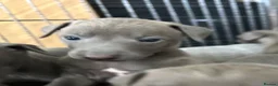 Italian Greyhound dogs for sale: Grey italian greyhound puppies - Advert 5