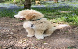 Labradoodle dogs for stud: Gentle and proven study dog Teddy - Image 2