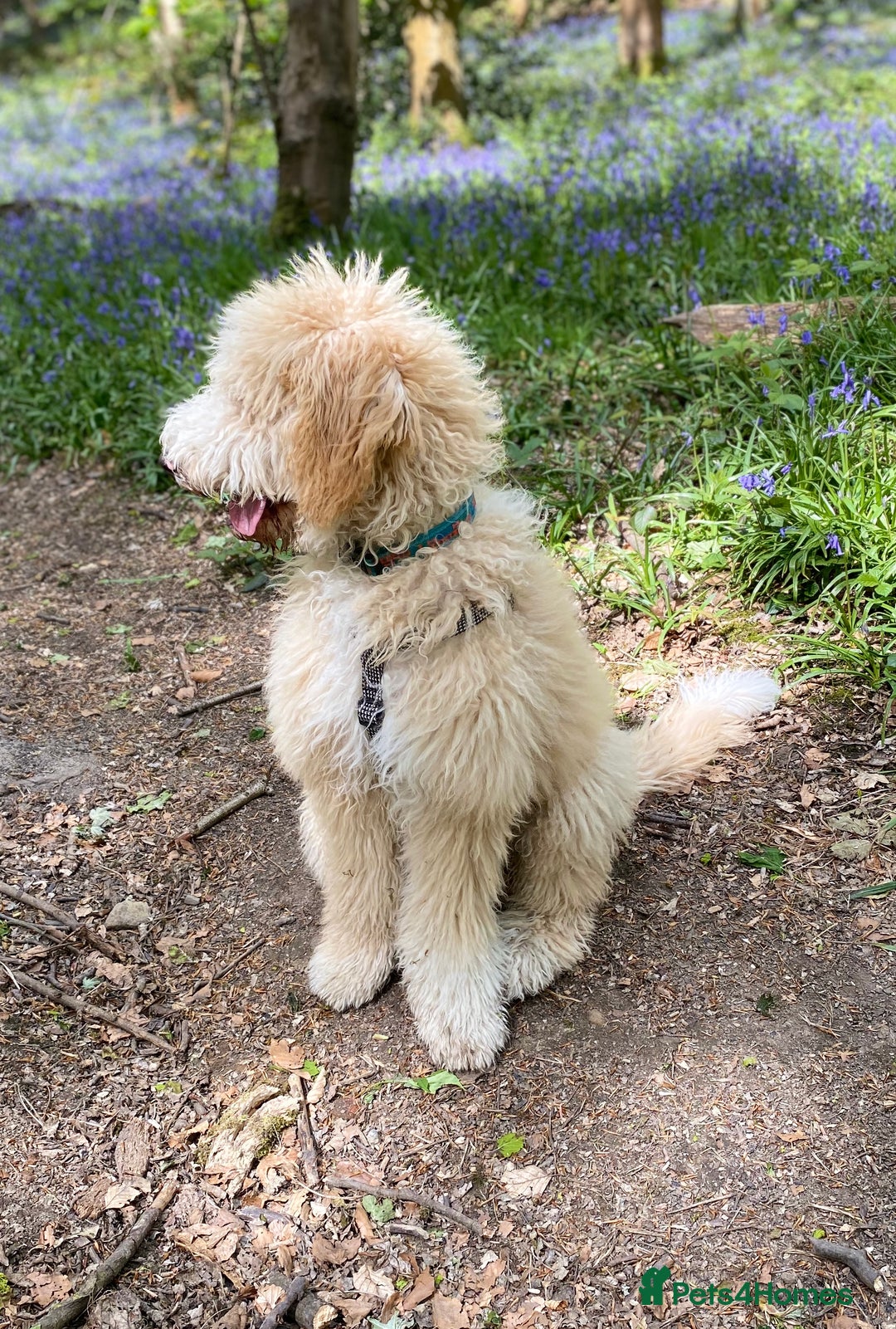 Labradoodle dogs for stud: Gentle and proven study dog Teddy - Image 2