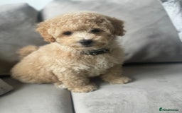 Poochon dogs for sale: Stunning litter - Image 31
