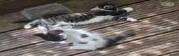 Mixed Breed cats for sale: Cute kittens for sale (NEED GONE ASAP) - Advert 4