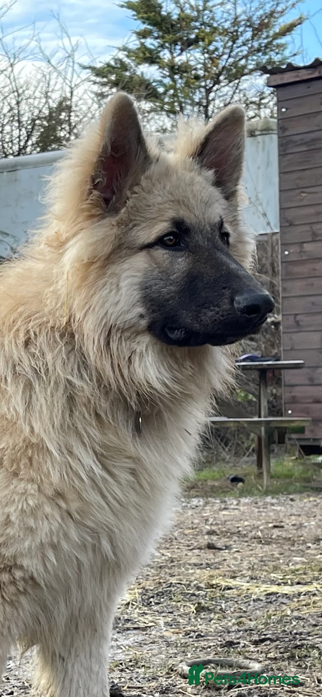 German Shepherd dogs for stud: FOR STUD. CREAM SABLE. LONG COATED. HEALTH TESTED in Royston - Advert 6