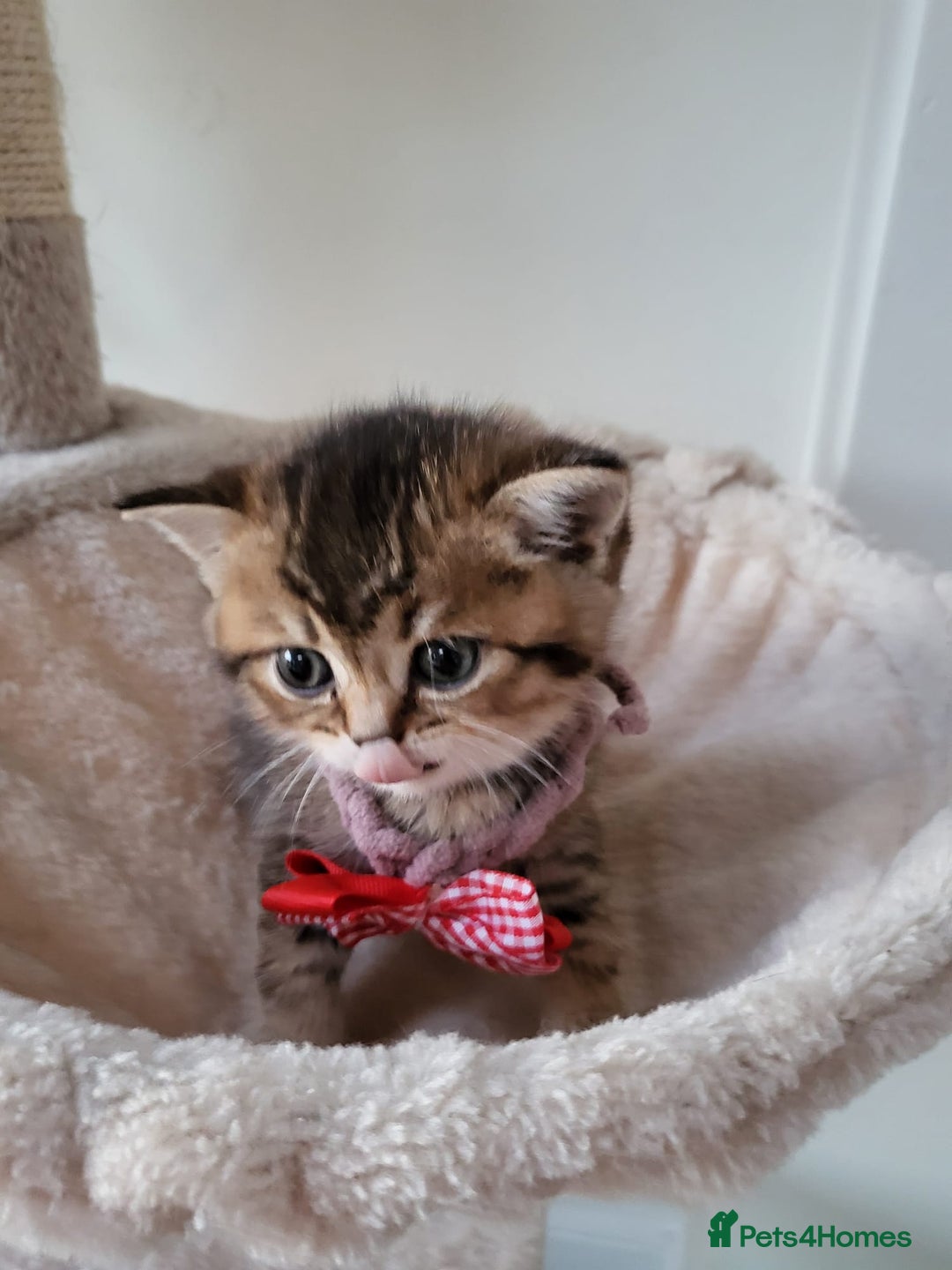 British Shorthair cats for sale:  **  **  **  ** BRITISH SHORTLY **  **  **  **   - Advert 20