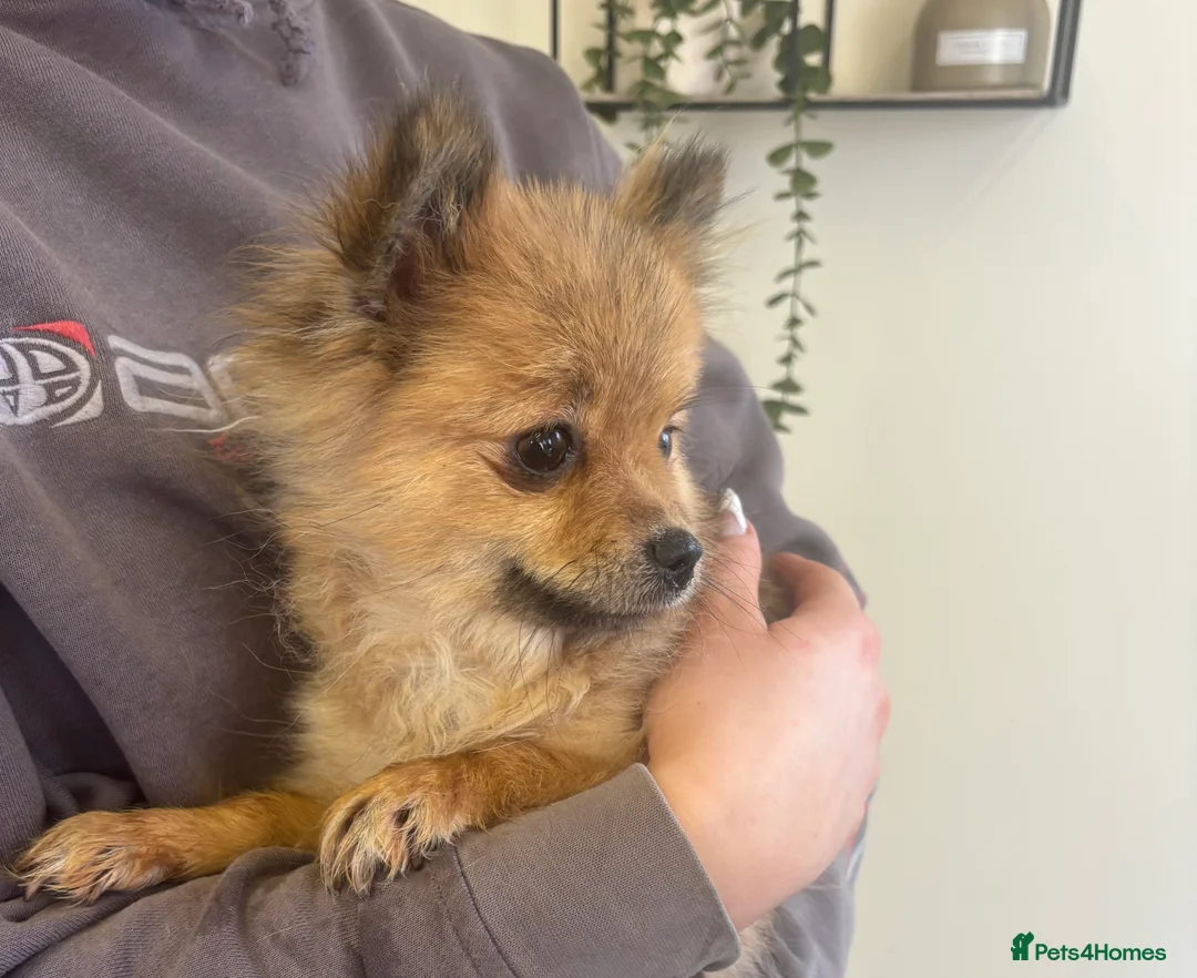 Pomeranian dogs for sale: Beautiful Adult Pomeranian Girl - Advert 3