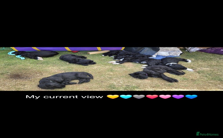 Portuguese Water Dog dogs - Advert 1