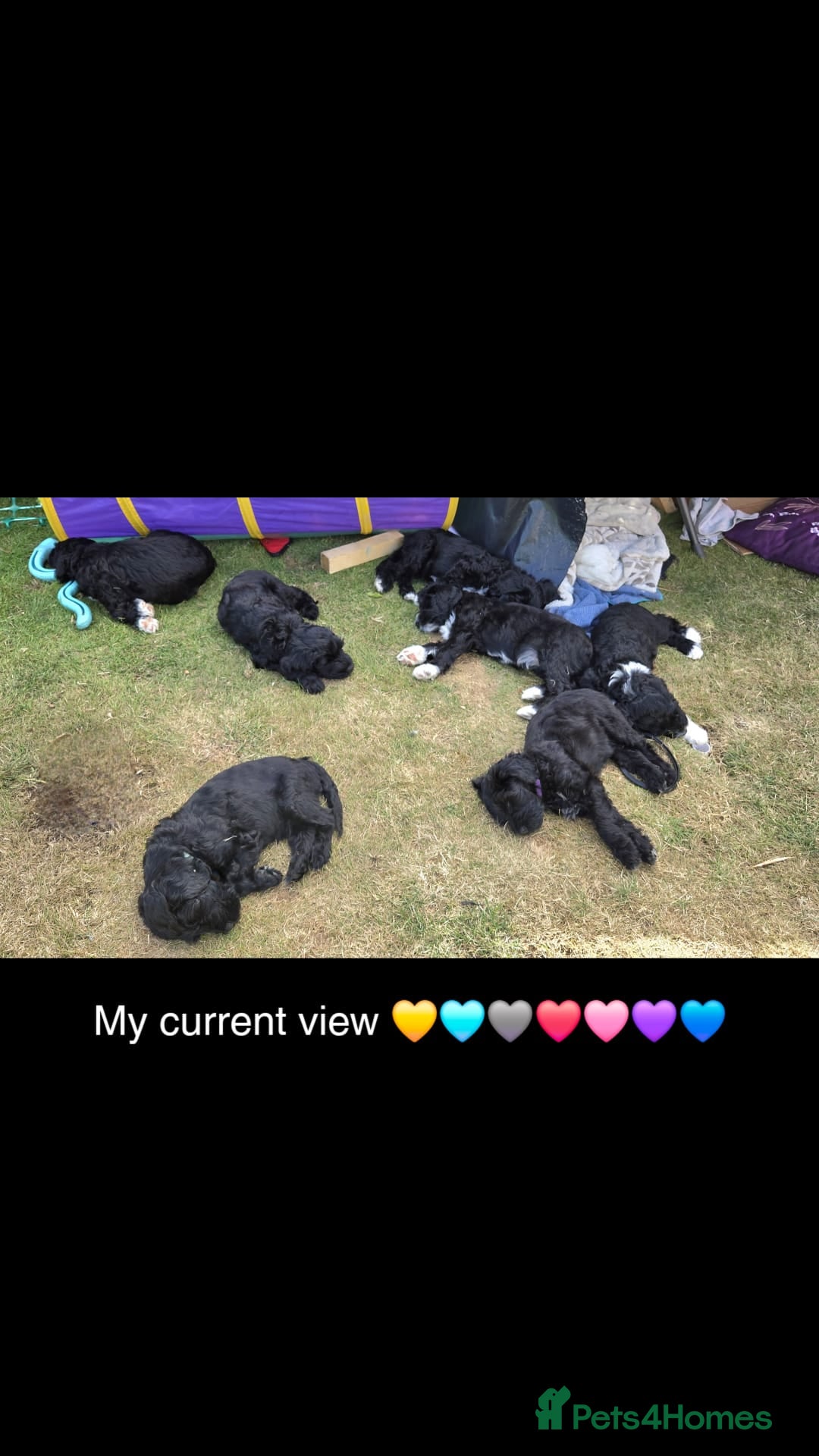 Portuguese Water Dog dogs for sale: Portuguese Water Dog Puppies available now - Image 1