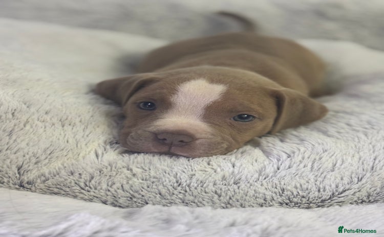 Staffordshire Bull Terrier dogs - Advert 9