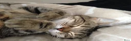 Domestic Shorthair cats for sale: Charlie: Loving Tabby Cat Seeking Forever Home - Advert 11