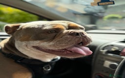 Olde English Bulldogge dogs for stud: LILAC TRI CARRYING FLUFFY - Image 7