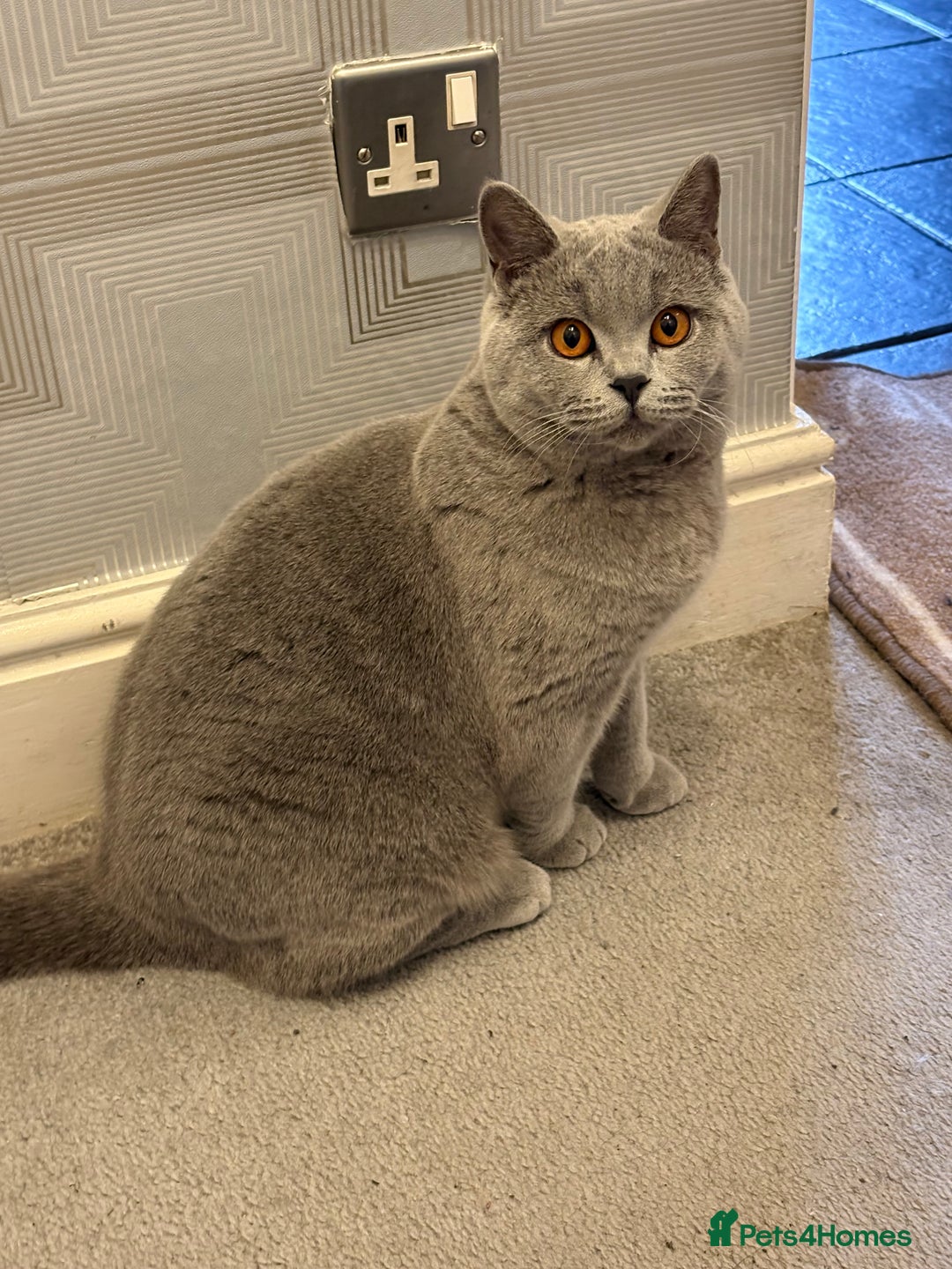 British Shorthair cats for stud: Chunky British Shorthair full pedigree - Image 4