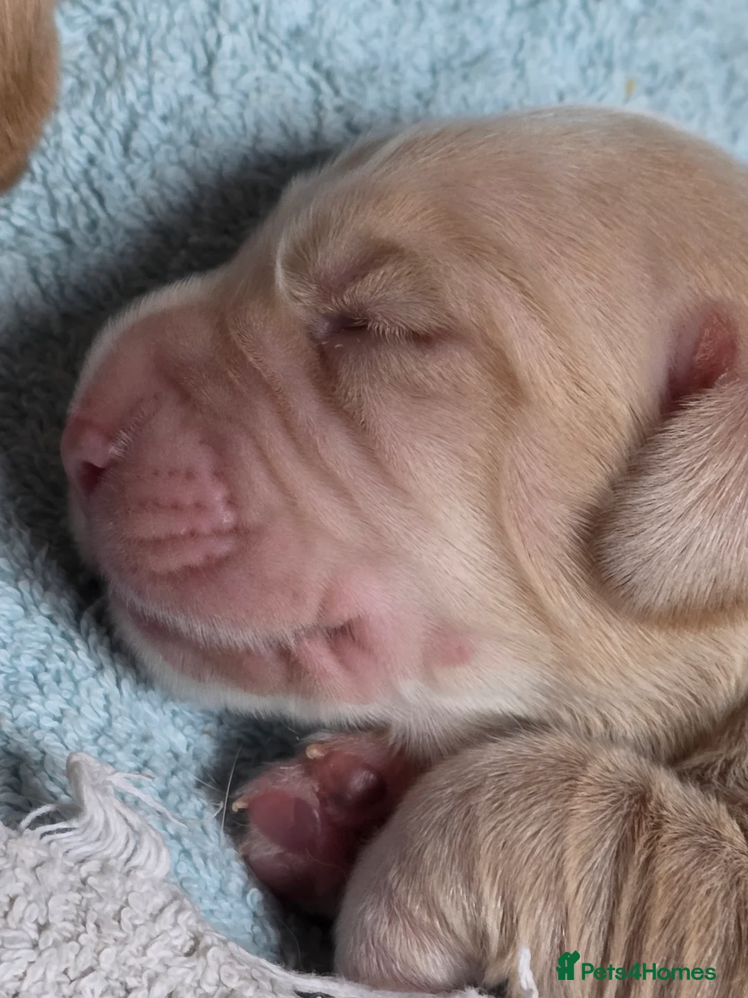 Cocker Spaniel dogs for sale: Cocker Spaniel X Pups  - Advert 18