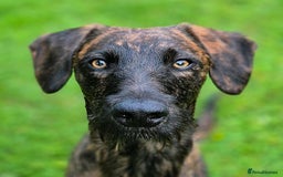 Whippet dogs for sale: Whippet Lurcher - Image 11