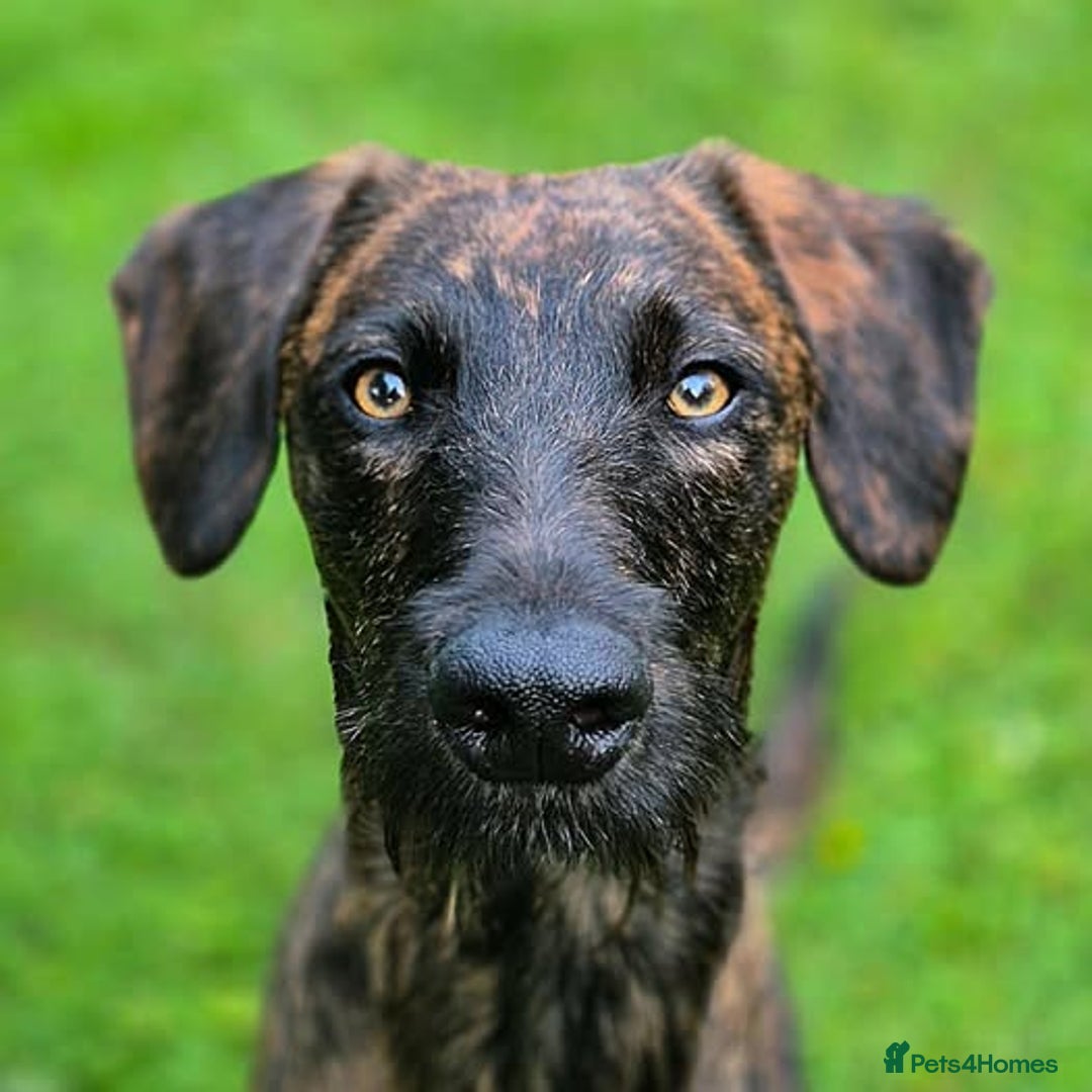 Whippet dogs for sale: Whippet Lurcher - Image 11