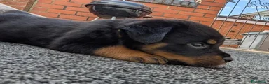 Rottweiler 2