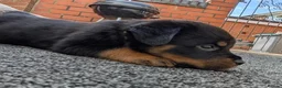 Rottweiler dogs for sale: Territory-Smart Tails & Watchful Souls-Rottweilers in Northampton - Advert 7