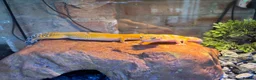 Leopard Gecko reptiles for sale: 2 mature tangerine leopard geckos  in Hornchurch - Advert 7