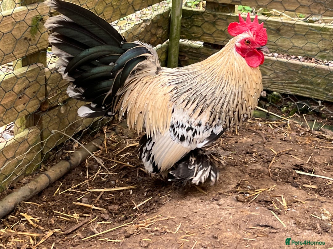 Chickens poultry for sale: Sablepoot Chicks, Growers, Hens, Hatching Eggs - Image 4