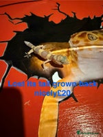 Leopard Gecko reptiles - Advert 4