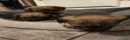 Border Terrier dogs for sale: Border Terrier Puppies in Selkirk - Advert 5