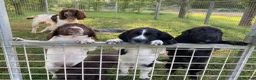 Sprocker dogs for sale: Sprocker Spaniel puppies  - Advert 13