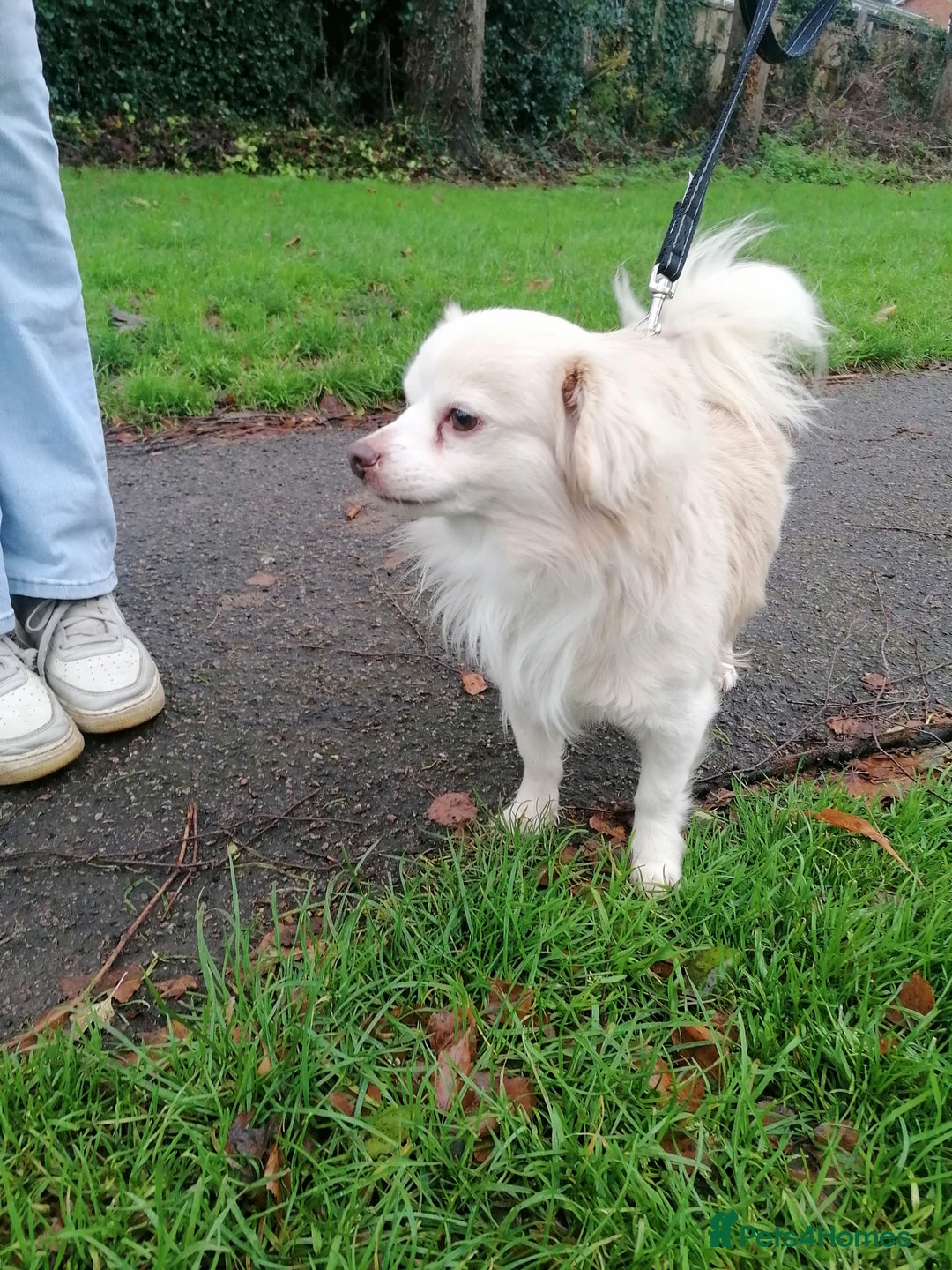 Chihuahua dogs for adoption: 💙🐶 ZEE 🐶💙 - Advert 6