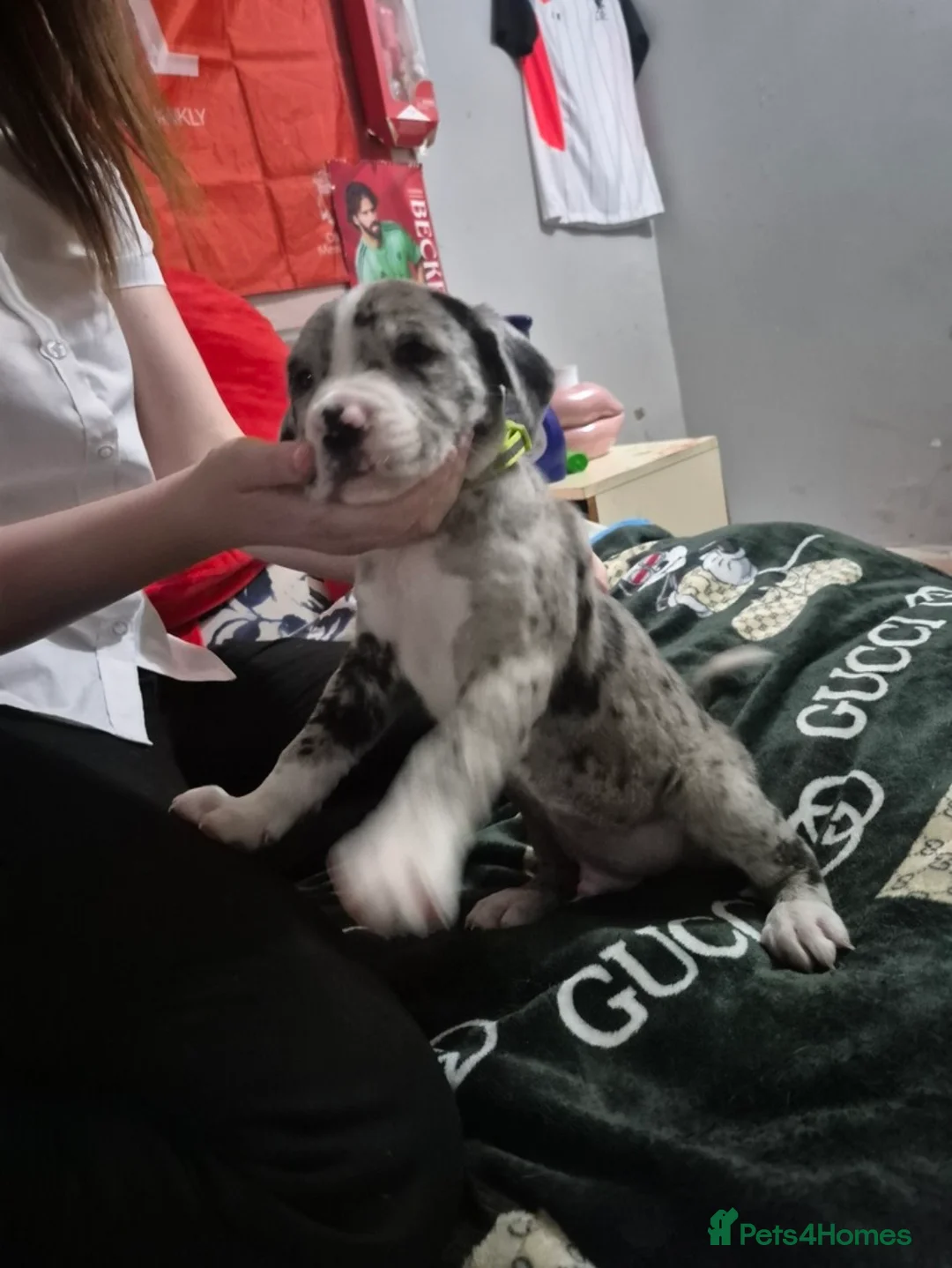 Mixed Breed dogs for sale: mix breed pup for sale  in Bradford - Advert 4