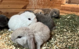 French Lop rabbits for sale: 9 French lops  - Image 2