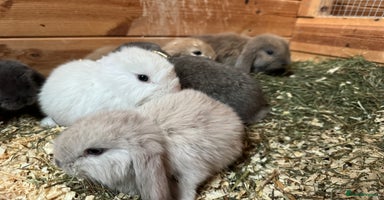 French Lop rabbits - Advert 6