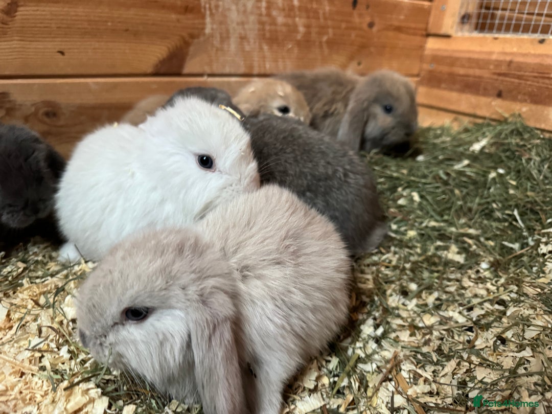 French Lop rabbits for sale: 9 French lops  - Image 2