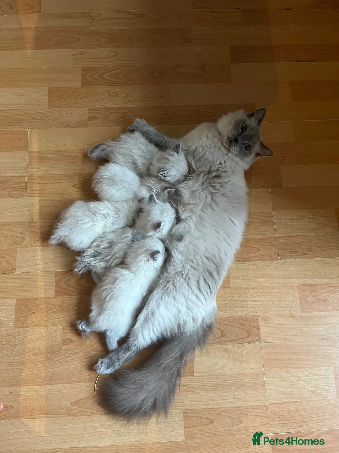 Ragdoll cats for sale: TICA registered pedigree Ragdoll kittens - Advert 2