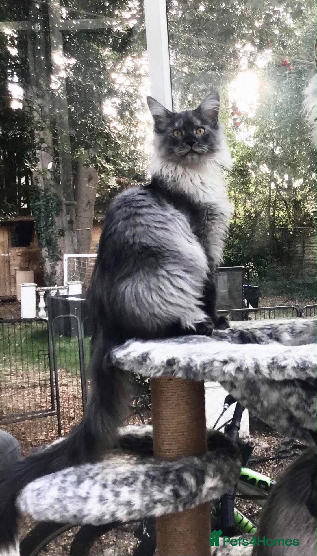 Maine Coon cats ⚜️ championline maine coon kittens ⚜️ polydactyl - Advert 2